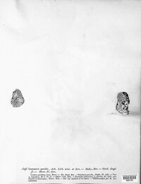 Ochrolechia parella image